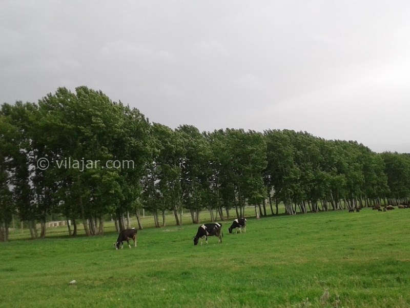 عکس شماره 7 - روستای چنارستان و سراب جانیزه