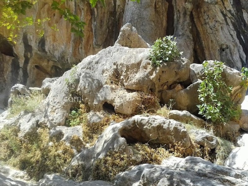 عکس شماره 20 - منطقه گردشگری چشمه لادر