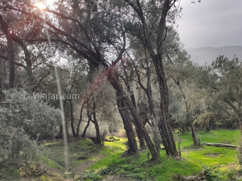 عکس شماره 10 - روستا و آبشار کلشتر