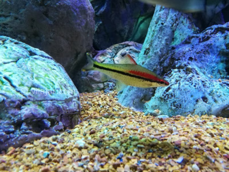 عکس شماره 9 - آکواریوم اصفهان