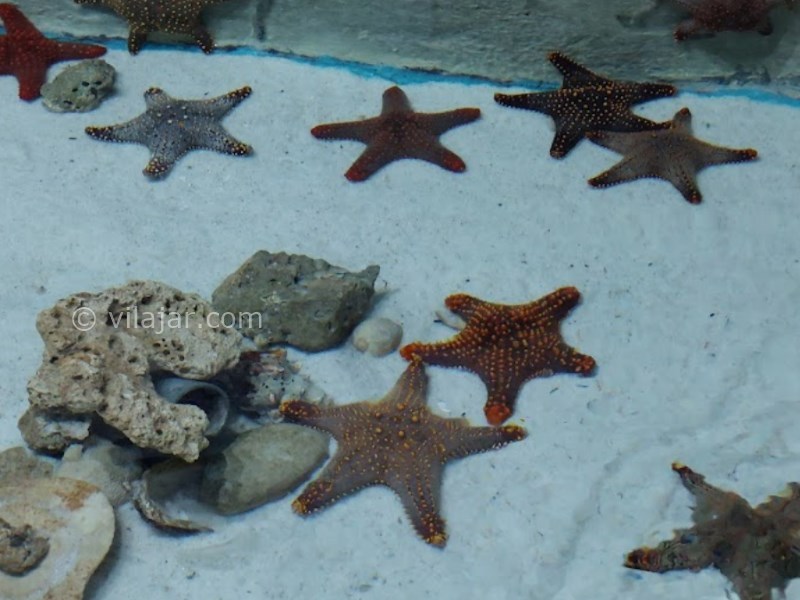 عکس شماره 10 - آکواریوم اصفهان