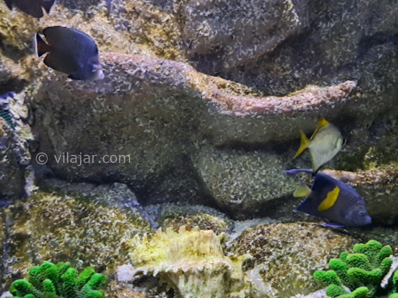 عکس شماره 11 - آکواریوم اصفهان