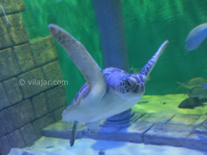 عکس شماره 12 - آکواریوم اصفهان