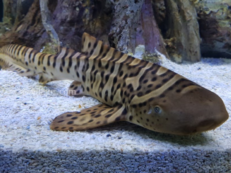 عکس شماره 13 - آکواریوم اصفهان