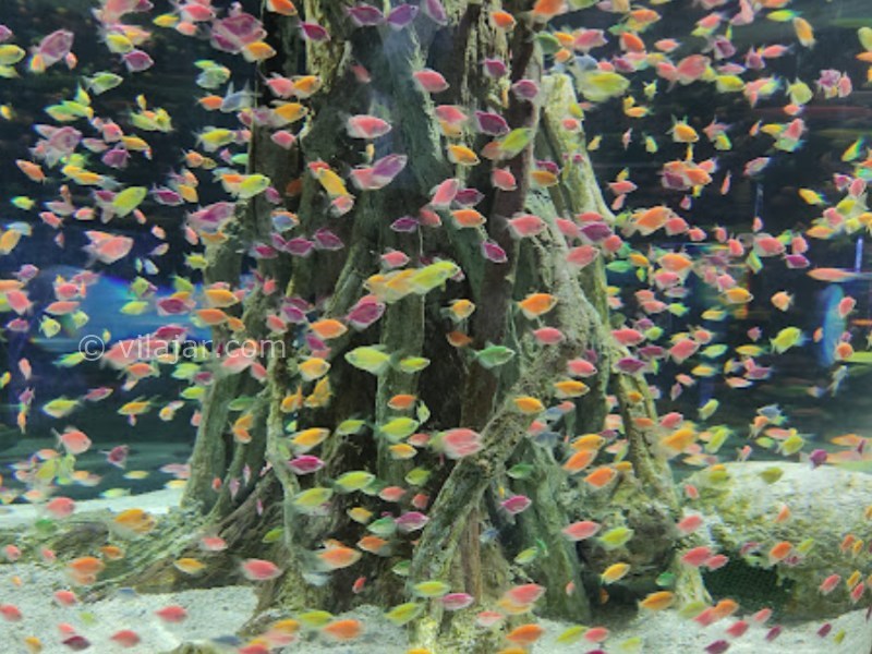 عکس شماره 16 - آکواریوم اصفهان