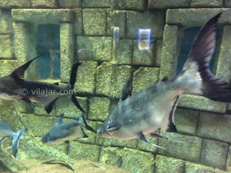 عکس شماره 17 - آکواریوم اصفهان