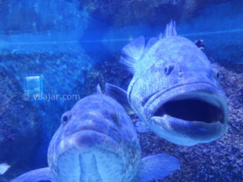 عکس شماره 18 - آکواریوم اصفهان