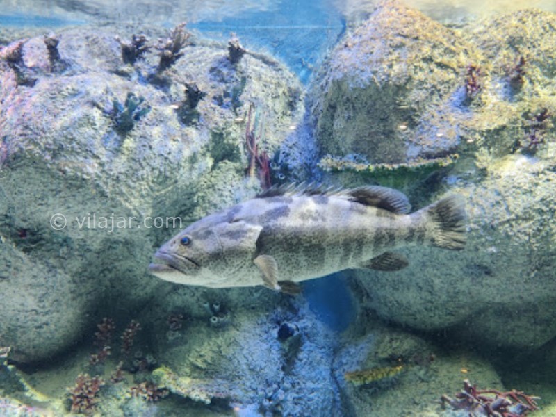 عکس شماره 19 - آکواریوم اصفهان