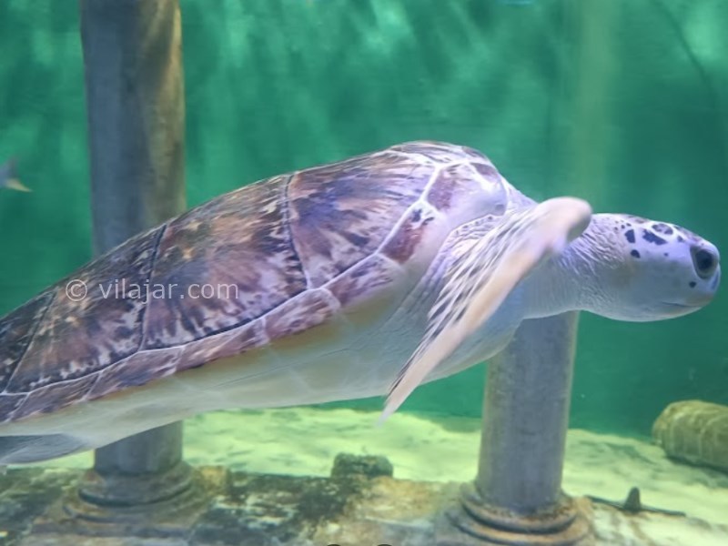 عکس شماره 20 - آکواریوم اصفهان