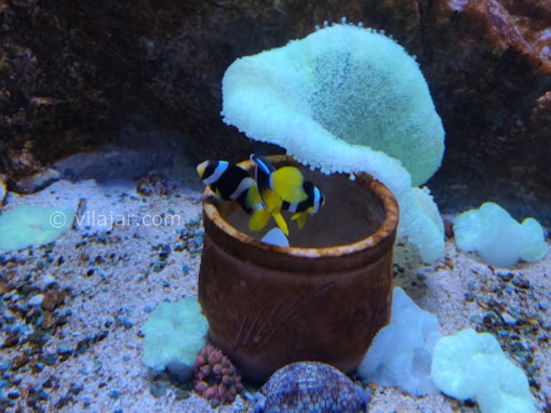 عکس شماره 22 - آکواریوم اصفهان