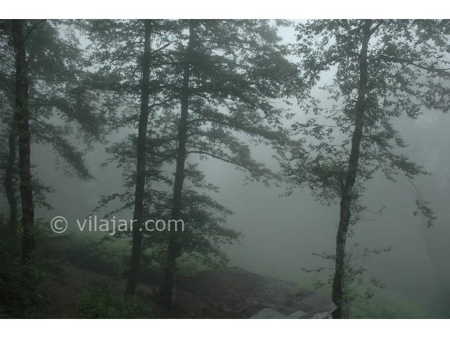 عکس شماره 7 - جنگل دالخانی رامسر کجاست؟