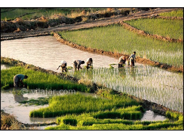 عکس شماره 4 - روستای یاسه چای سامان