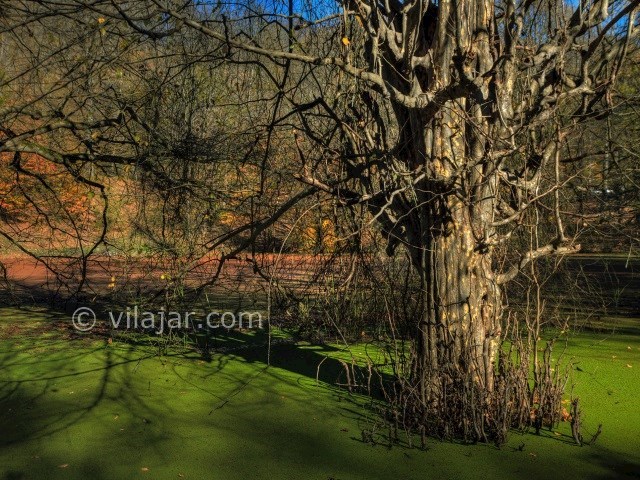 عکس شماره 5 - مرداب هسل در چالوس