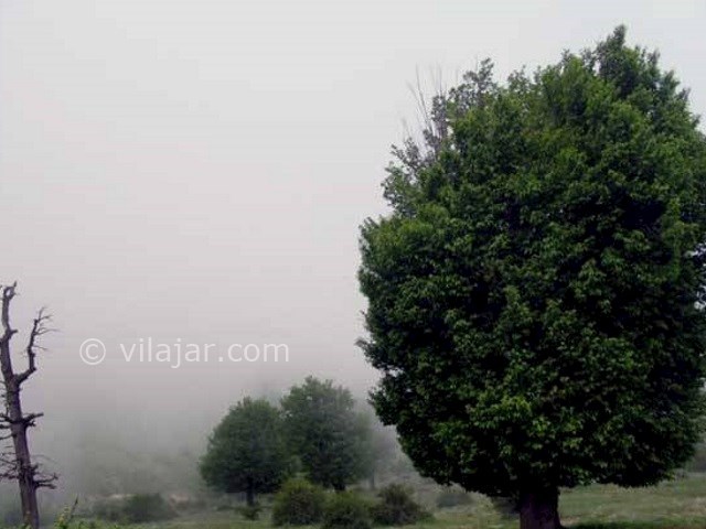 عکس شماره 6 - جنگل ابر شاهرود