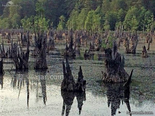 عکس شماره 3 - تالاب ارواح (دریاچه ممرز)