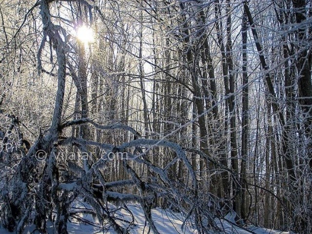 عکس شماره 3 - جنگل الیمستان کجاست؟