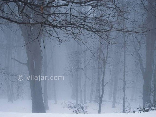 عکس شماره 4 - جنگل الیمستان کجاست؟