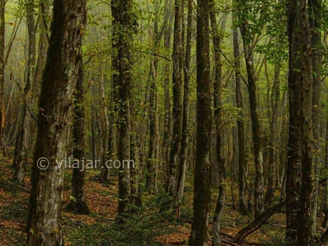 عکس شماره 7 - جنگل الیمستان کجاست؟