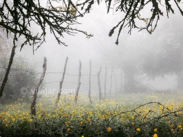 عکس شماره 9 - جنگل الیمستان کجاست؟