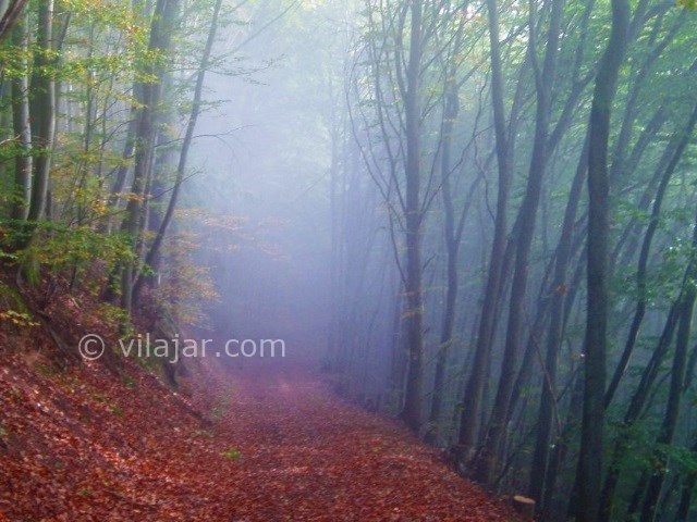 عکس شماره 11 - جنگل الیمستان کجاست؟