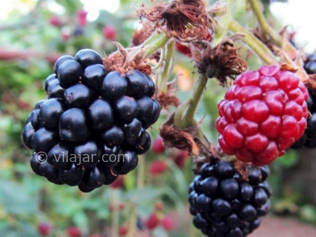 عکس شماره 6 - ییلاق جهان نما کجاست؟