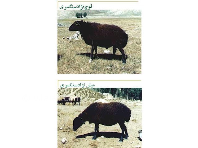 عکس شماره 7 - سنگسر (مهدی شهر) در سمنان