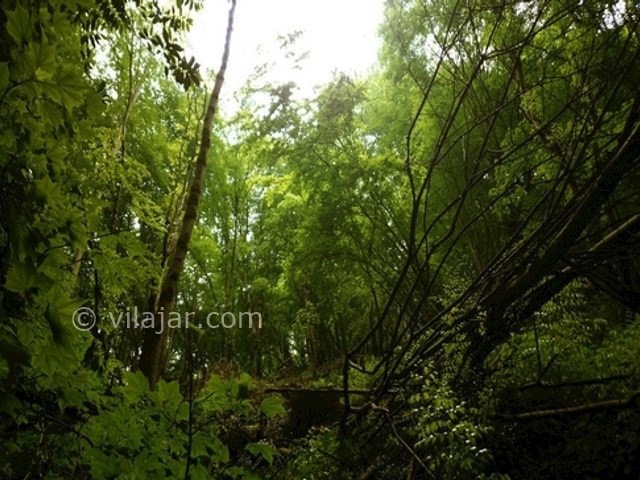 عکس شماره 3 - جنگل سرپوش تنگه چالوس