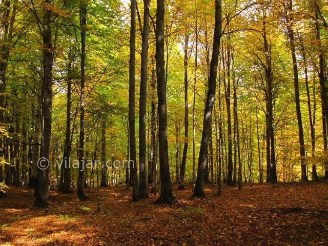 عکس اصلی شماره 2 - جنگل راش سوادکوه