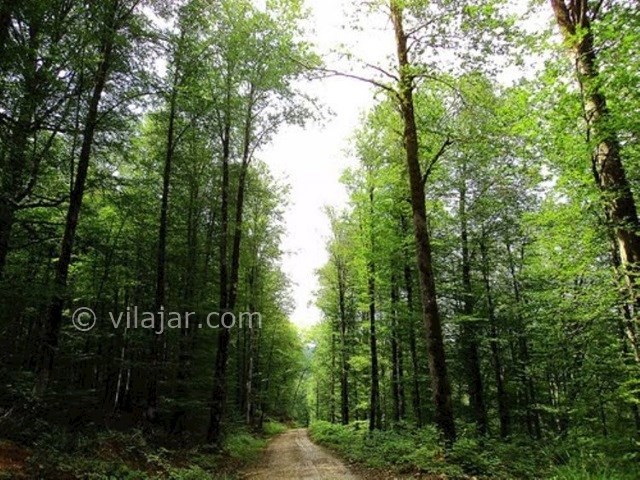 عکس شماره 5 - جنگل راش سوادکوه