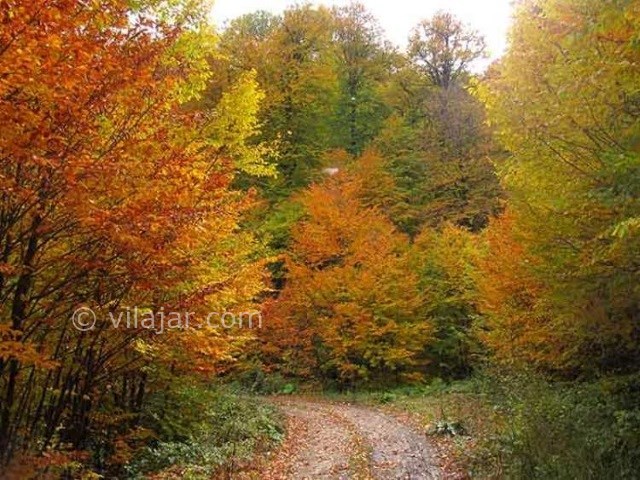 عکس شماره 6 - جنگل راش سوادکوه