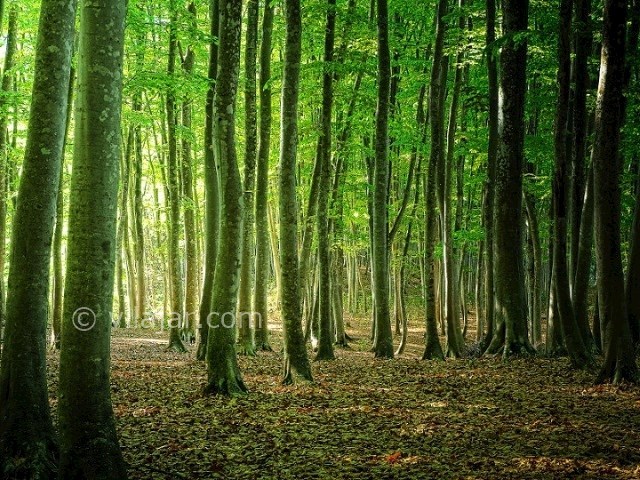 عکس شماره 7 - جنگل راش سوادکوه