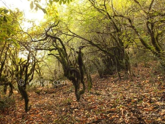 عکس اصلی شماره 2 - جنگل ارفع ده (ارفه ده)