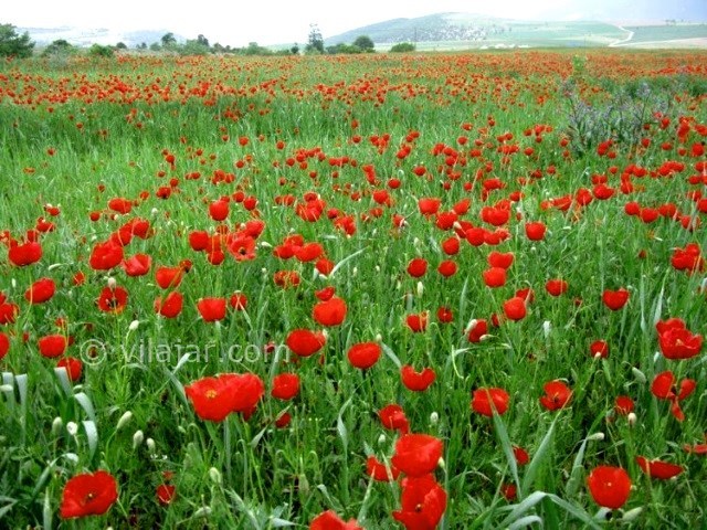 عکس شماره 3 - دشت شقایق و آفتابگردان کالپوش