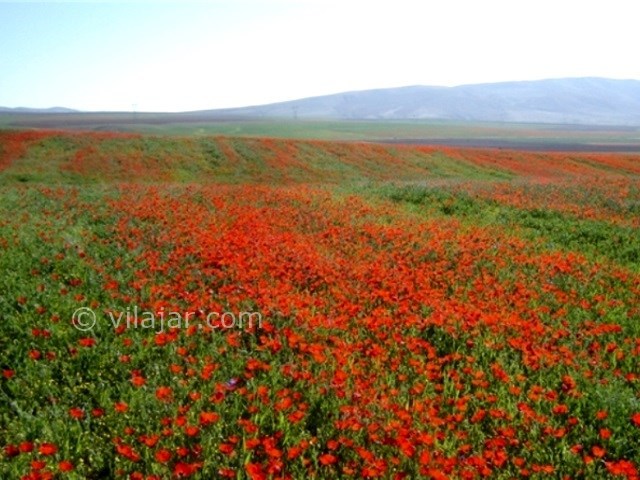 عکس شماره 4 - دشت شقایق و آفتابگردان کالپوش