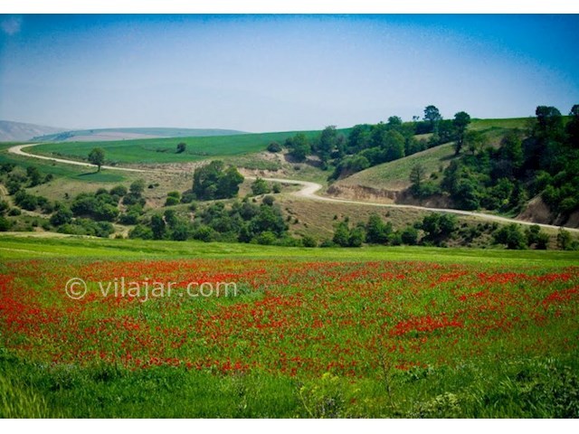عکس شماره 5 - دشت شقایق و آفتابگردان کالپوش