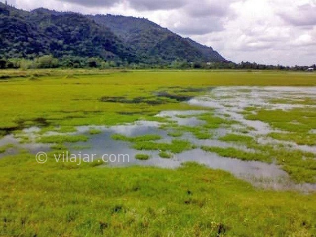 عکس شماره 5 - دریاچه کومله لنگرود