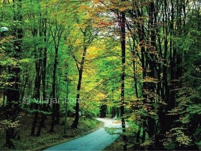 عکس شماره 3 - جنگل های انجیلی (ولیلا)