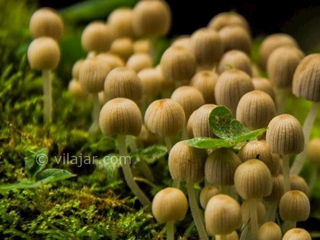 عکس شماره 4 - جنگل های انجیلی (ولیلا)