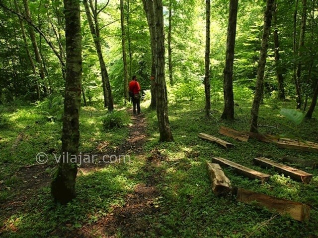 عکس شماره 5 - جنگل های انجیلی (ولیلا)