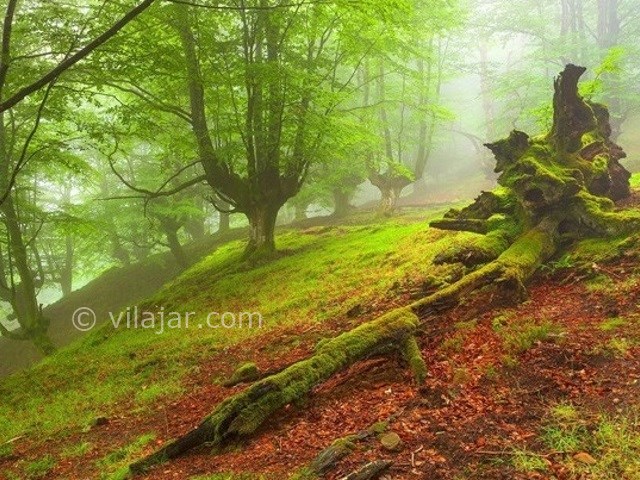 عکس اصلی شماره 1 - جنگل هلی دار در سوادکوه