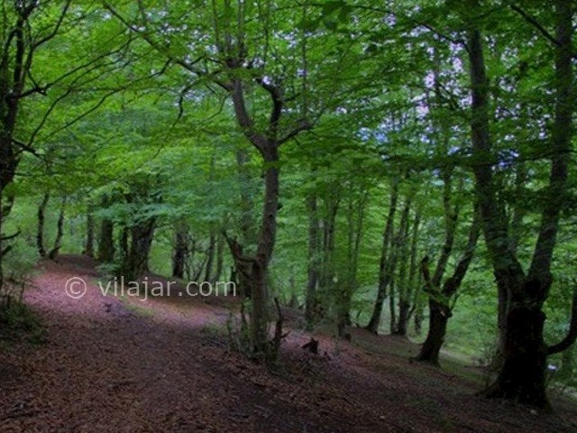 عکس شماره 3 - جنگل هلی دار در سوادکوه