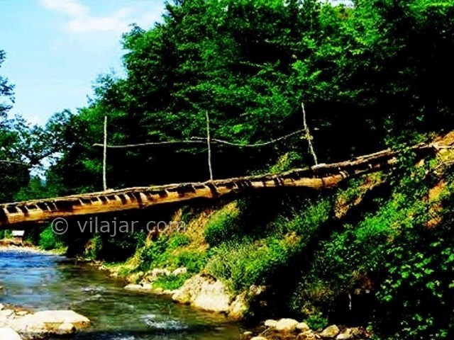 عکس شماره 4 - جنگل هلی دار در سوادکوه