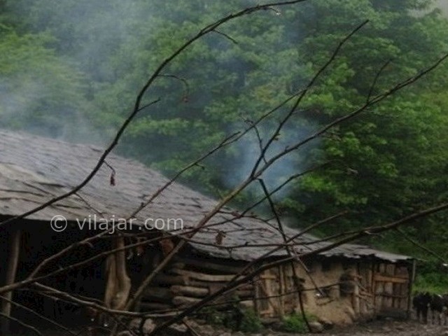 عکس اصلی شماره 5 - جنگل هلی دار در سوادکوه