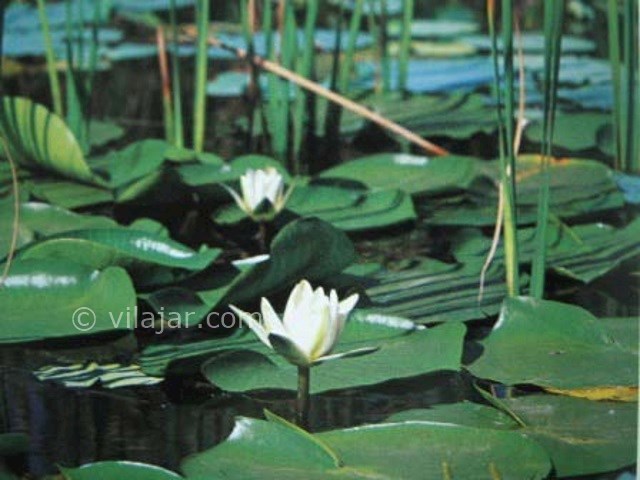 عکس شماره 3 - تالاب کیاکلایه لنگرود