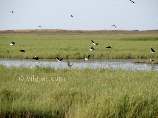 عکس شماره 3 - تالاب آلماگل (دریاچه سیب)