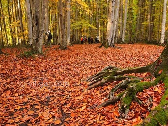عکس اصلی شماره 1 - جنگل سنگده (جنگل فریم)