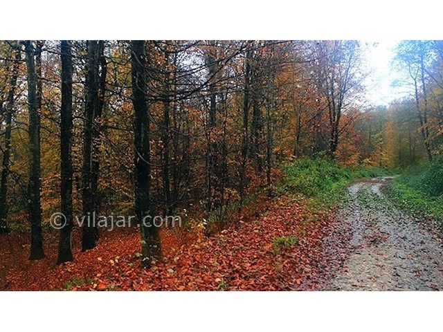 عکس شماره 3 - جنگل سنگده (جنگل فریم)