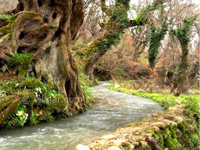 عکس شماره 4 - جنگل سنگده (جنگل فریم)