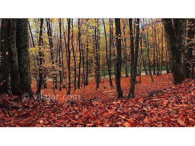 عکس شماره 5 - جنگل سنگده (جنگل فریم)