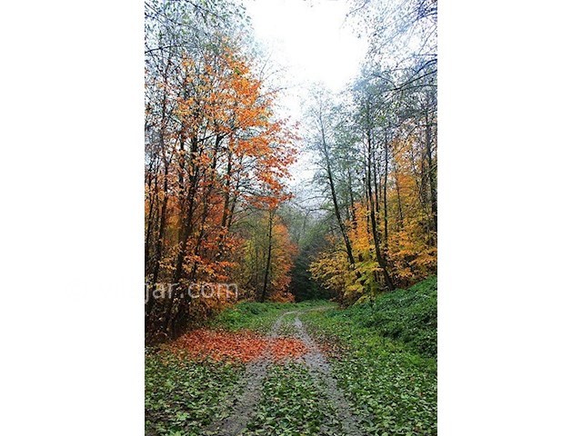 عکس شماره 6 - جنگل سنگده (جنگل فریم)